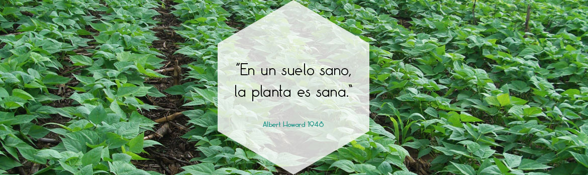 En un suelo sano, la planta es sana. Albert Howard 1948.