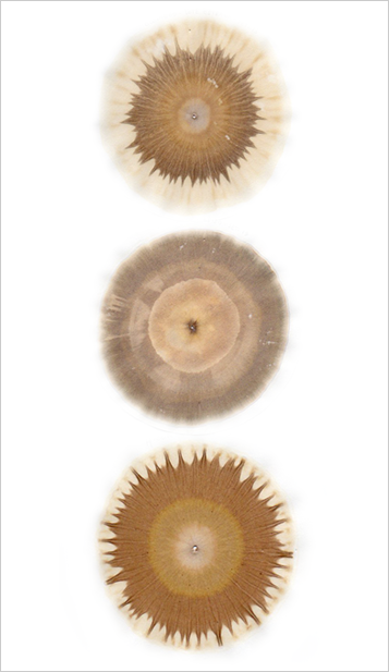 microbianos segun ph