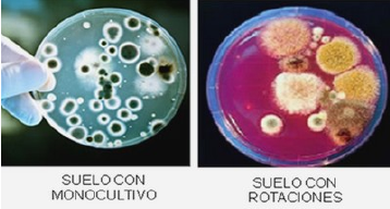 monocultivo y rotaciones
